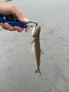 エソの釣果