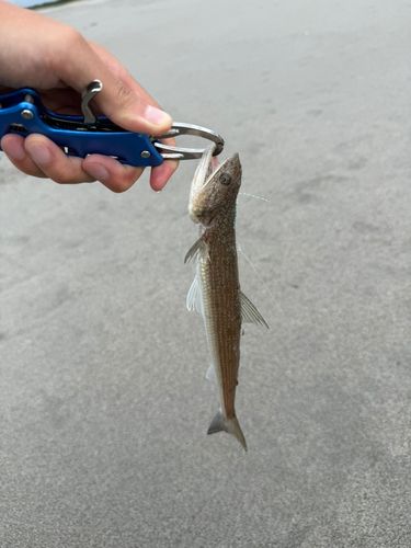 エソの釣果
