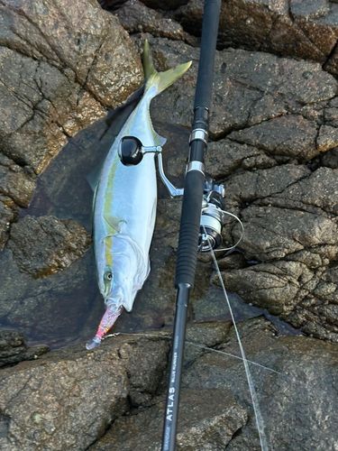 イナダの釣果