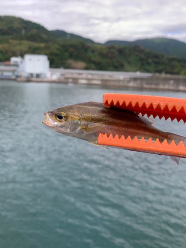 イサキの釣果