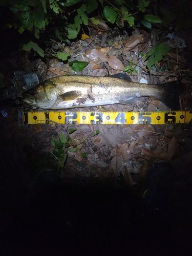 シーバスの釣果