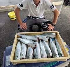 サゴシの釣果