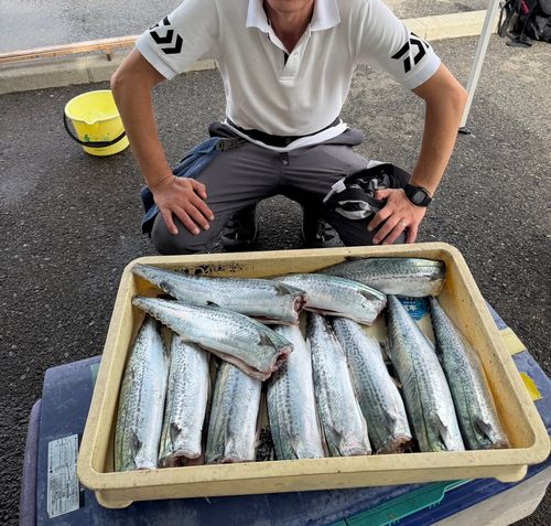 サゴシの釣果