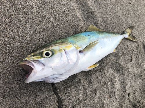 ワカシの釣果