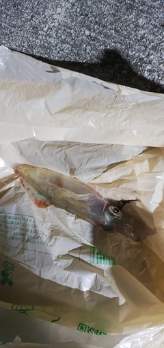 イカの釣果