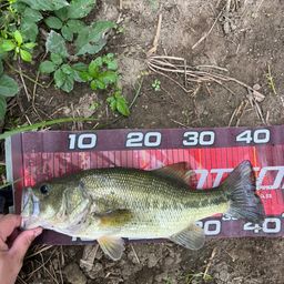 ラージマウスバス