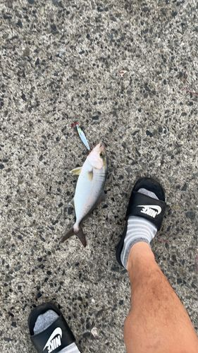 ネリゴの釣果
