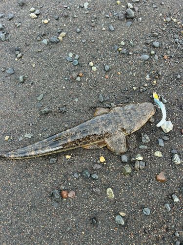 マゴチの釣果