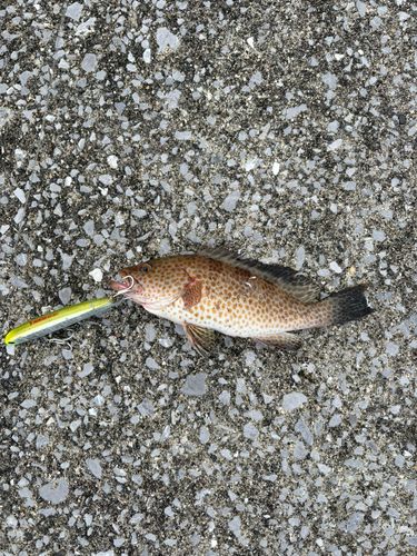 オオモンハタの釣果