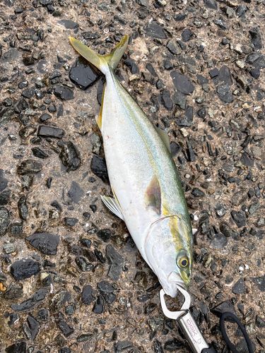 ヤズの釣果