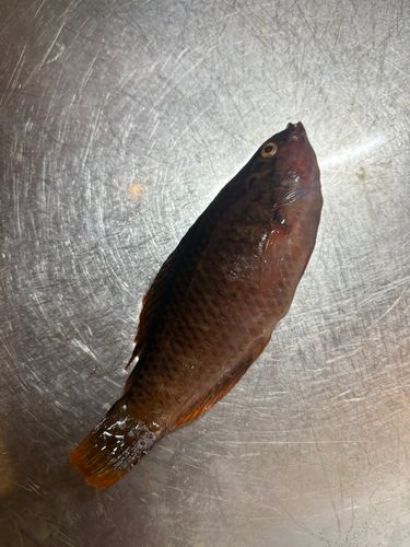 ベラの釣果