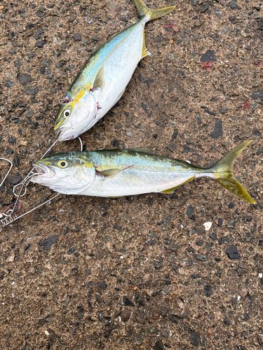 ヤズの釣果