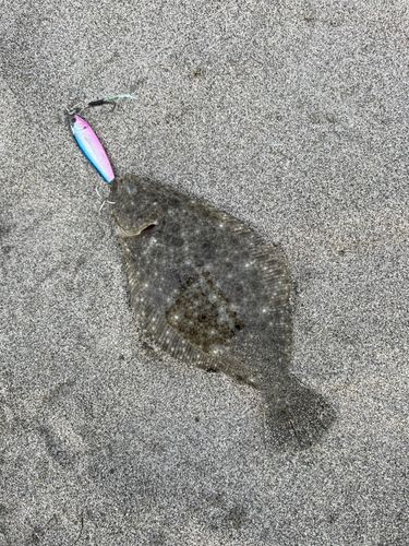 ソゲの釣果