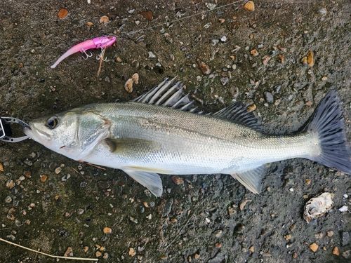 フッコ（マルスズキ）の釣果