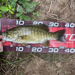 スモールマウスバス