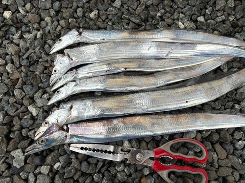 タチウオの釣果