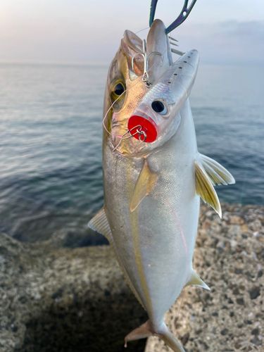 ネリゴの釣果