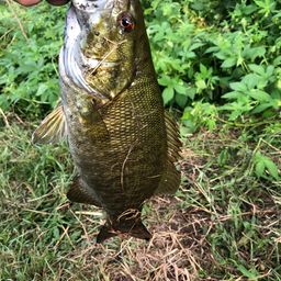 スモールマウスバス