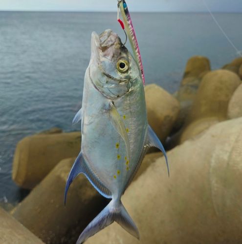 ナンヨウカイワリの釣果