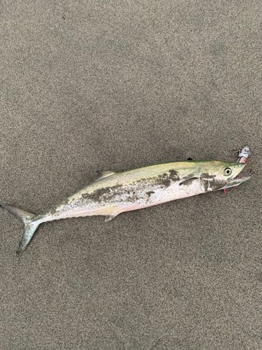 サゴシの釣果