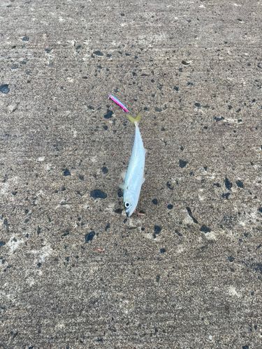 神恵内漁港