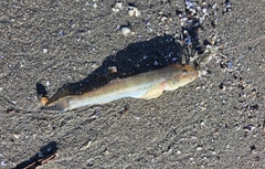 ハゼの釣果