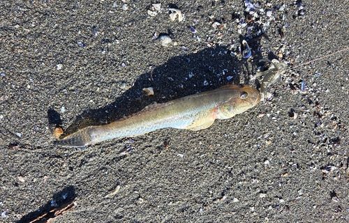 ハゼの釣果
