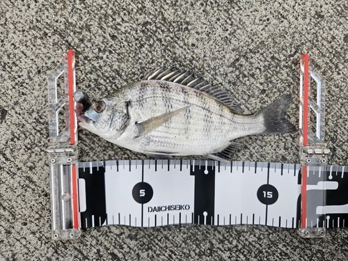 クロダイの釣果