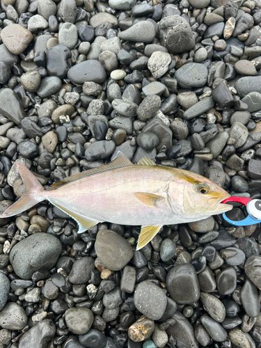 ショゴの釣果