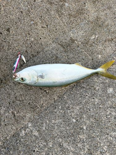 フクラギの釣果