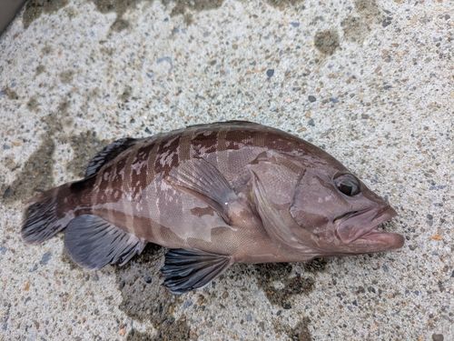 マハタの釣果