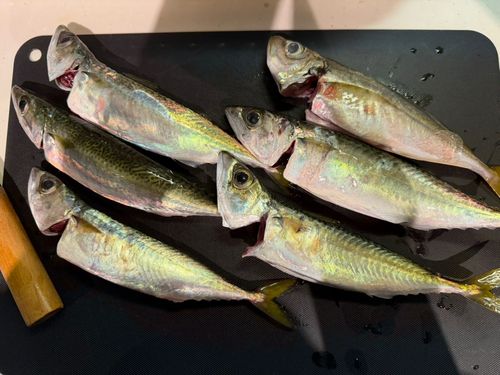 サバの釣果