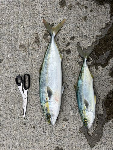 釣果