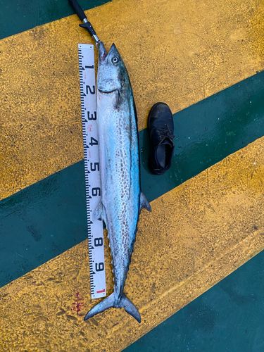 サワラの釣果