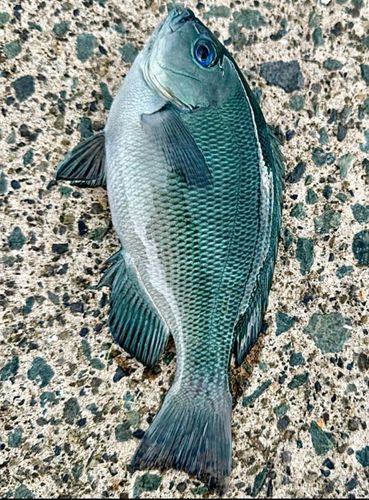 グレの釣果