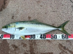メジロの釣果