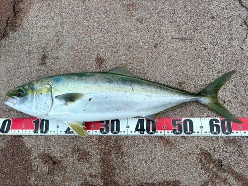 メジロの釣果