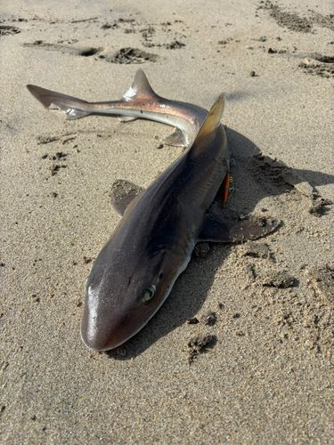 ホシザメの釣果