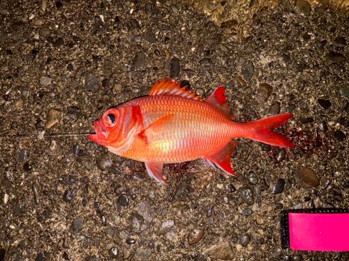 アカマツカサの釣果
