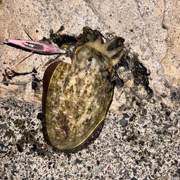 モンゴウイカ