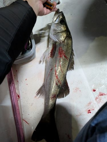 シーバスの釣果