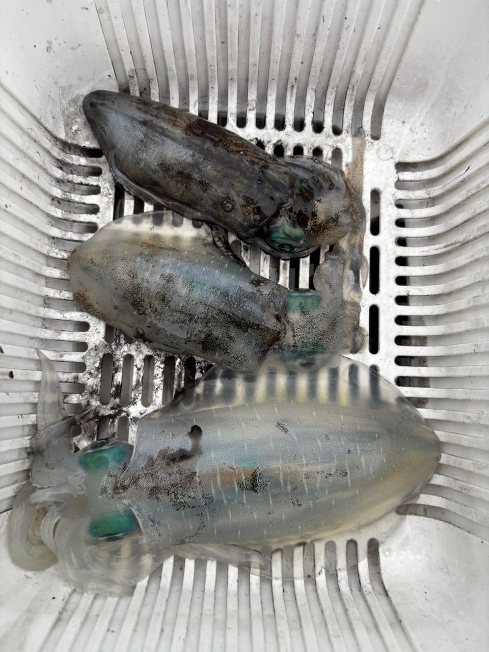 イカ次郎さんの釣果 1枚目の画像