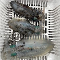 アオリイカ