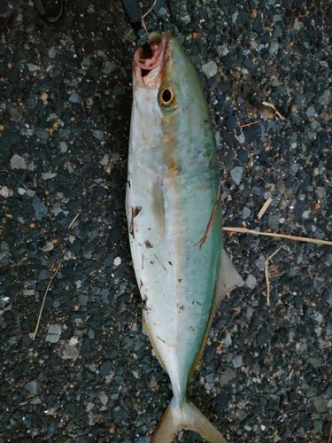 ツバスの釣果