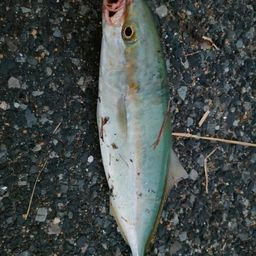 ツバス