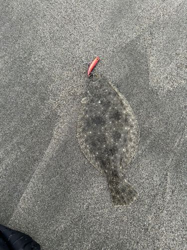 ソゲの釣果