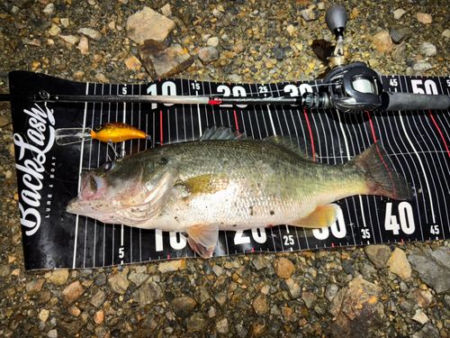 ブラックバスの釣果