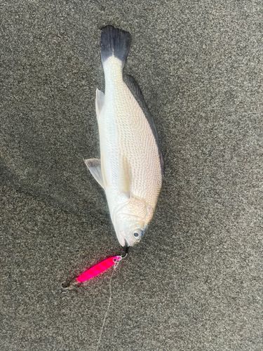 ニベの釣果