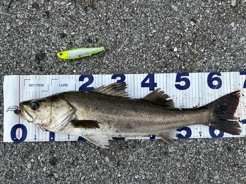 シーバスの釣果