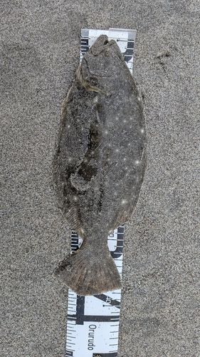 ヒラメの釣果